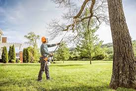 Best Tree Removal Service  in Indian Hills, NV