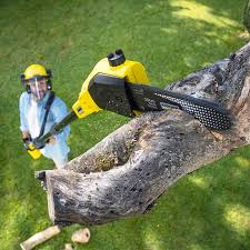 Best Tree Mulching Services  in Indian Hills, NV