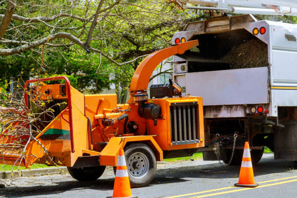 Best Hazardous Tree Removal  in Indian Hills, NV