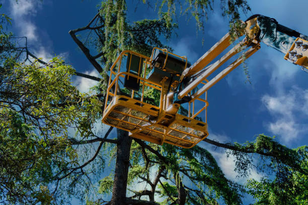 Why Choose Our Tree Removal Services in Indian Hills, NV?