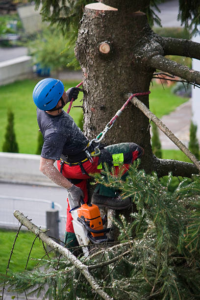 Best Utility Line Clearance  in Indian Hills, NV