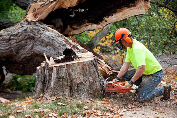 Tree and Shrub Care in Indian Hills, NV