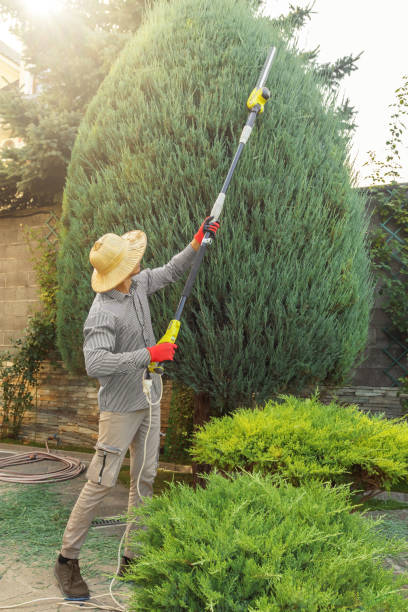 Reliable Indian Hills, NV  Tree Services Solutions