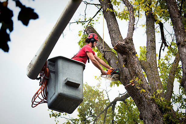 Best Storm Damage Tree Cleanup  in Indian Hills, NV