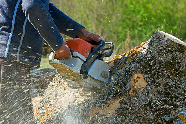 Best Emergency Tree Removal  in Indian Hills, NV