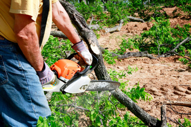 Best Tree and Shrub Care  in Indian Hills, NV