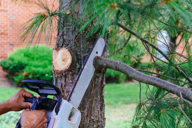 Best Hedge Trimming  in Indian Hills, NV